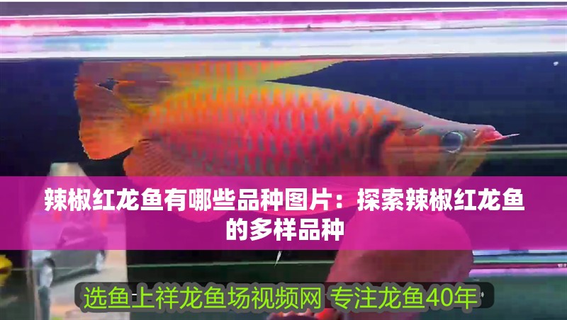 辣椒紅龍魚有哪些品種圖片：探索辣椒紅龍魚的多樣品種