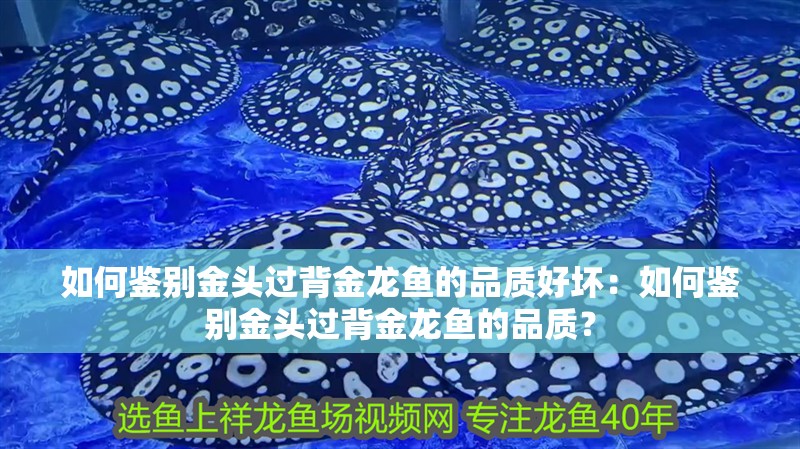 如何鑒別金頭過背金龍魚的品質好壞：如何鑒別金頭過背金龍魚的品質？