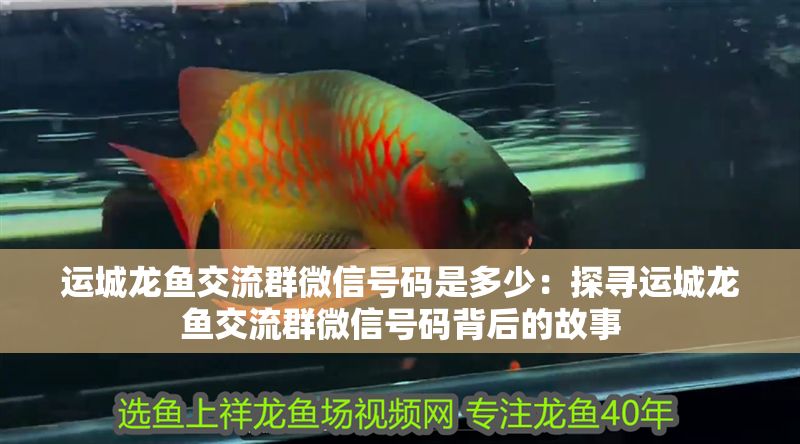 運城龍魚交流群微信號碼是多少：探尋運城龍魚交流群微信號碼背后的故事