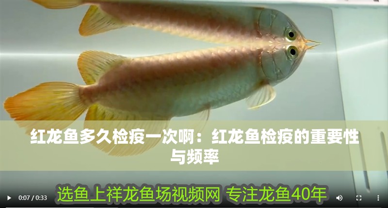 紅龍魚多久檢疫一次啊：紅龍魚檢疫的重要性與頻率