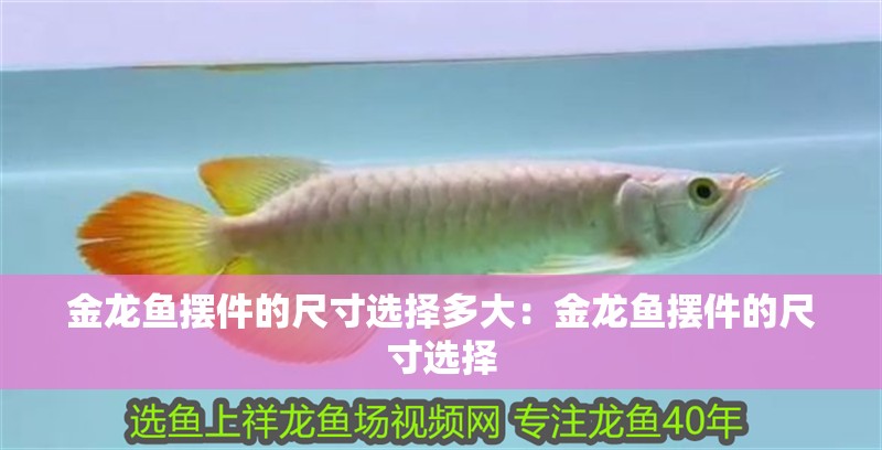 金龍魚擺件的尺寸選擇多大：金龍魚擺件的尺寸選擇