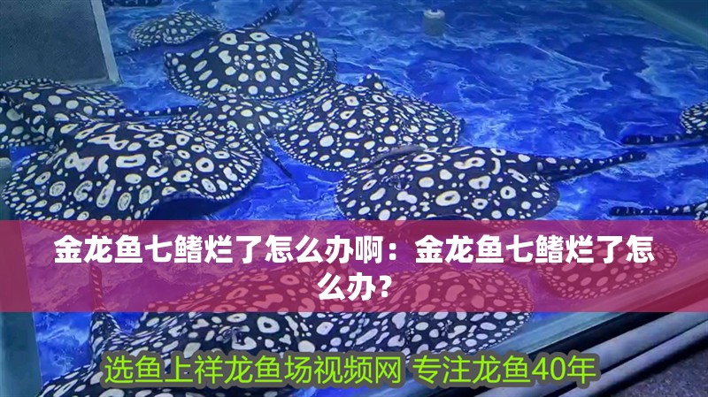 金龍魚七鰭爛了怎么辦啊：金龍魚七鰭爛了怎么辦？