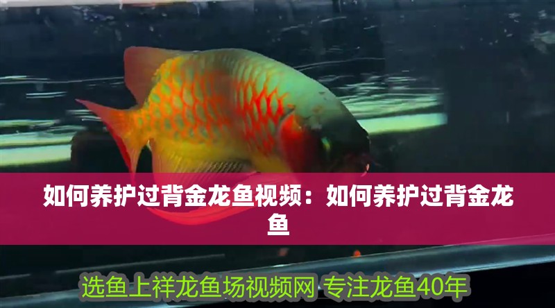 如何養護過背金龍魚視頻：如何養護過背金龍魚