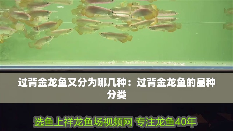 過背金龍魚又分為哪幾種：過背金龍魚的品種分類