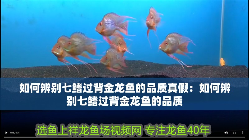 如何辨別七鰭過背金龍魚的品質真假：如何辨別七鰭過背金龍魚的品質