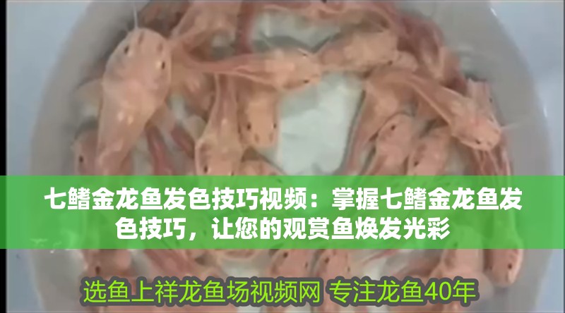 七鰭金龍魚發色技巧視頻：掌握七鰭金龍魚發色技巧，讓您的觀賞魚煥發光彩