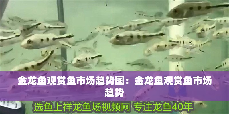 金龍魚觀賞魚市場(chǎng)趨勢(shì)圖：金龍魚觀賞魚市場(chǎng)趨勢(shì)