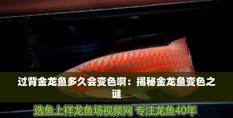 過背金龍魚多久會變色啊：揭秘金龍魚變色之謎