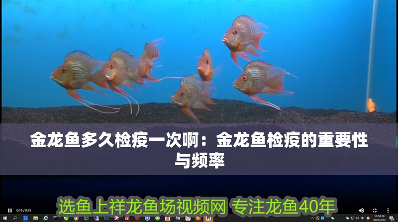 金龍魚多久檢疫一次?。航瘕堲~檢疫的重要性與頻率