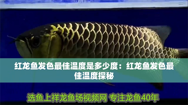 紅龍魚發(fā)色最佳溫度是多少度：紅龍魚發(fā)色最佳溫度探秘