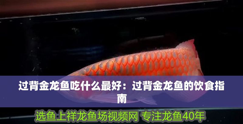 過背金龍魚吃什么最好：過背金龍魚的飲食指南
