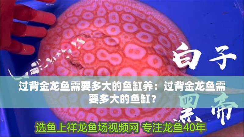 過背金龍魚需要多大的魚缸養：過背金龍魚需要多大的魚缸？