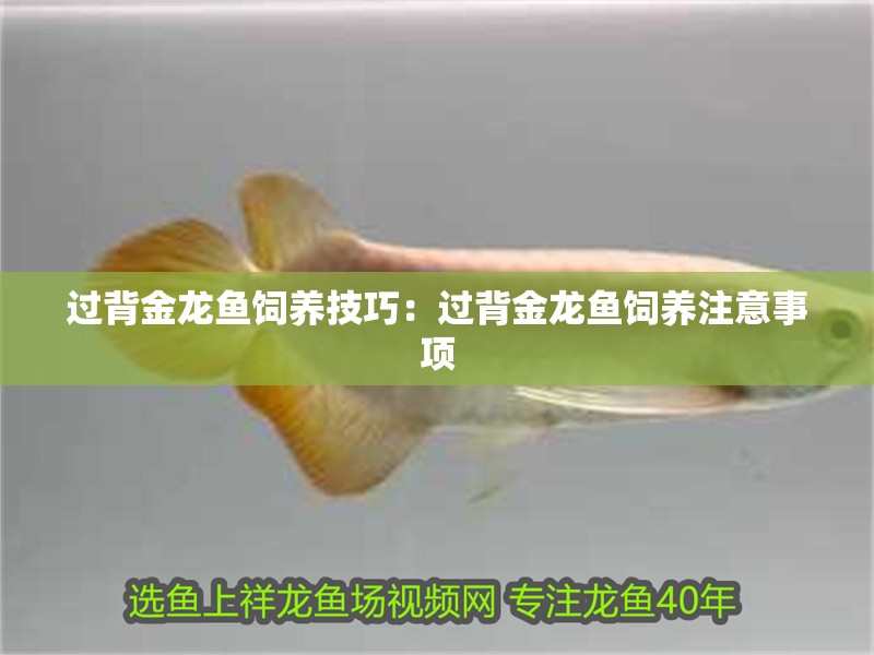過(guò)背金龍魚(yú)飼養(yǎng)技巧：過(guò)背金龍魚(yú)飼養(yǎng)注意事項(xiàng)