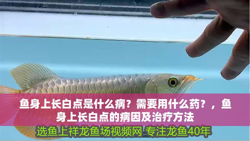 魚身上長白點是什么病?需要用什么藥?,魚身上長白點的病因及治療方法 龍魚常見疾病 第2張 魚身上長白點是什么病?需要用什么藥?,魚身上長白點的病因及治療方法 魚身上長白點是什么病?需要用什么藥?,魚身上長白點的病因及治療方法 龍魚常見疾病 第2張