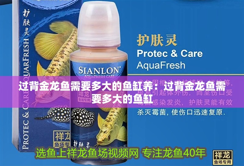 過背金龍魚需要多大的魚缸養：過背金龍魚需要多大的魚缸