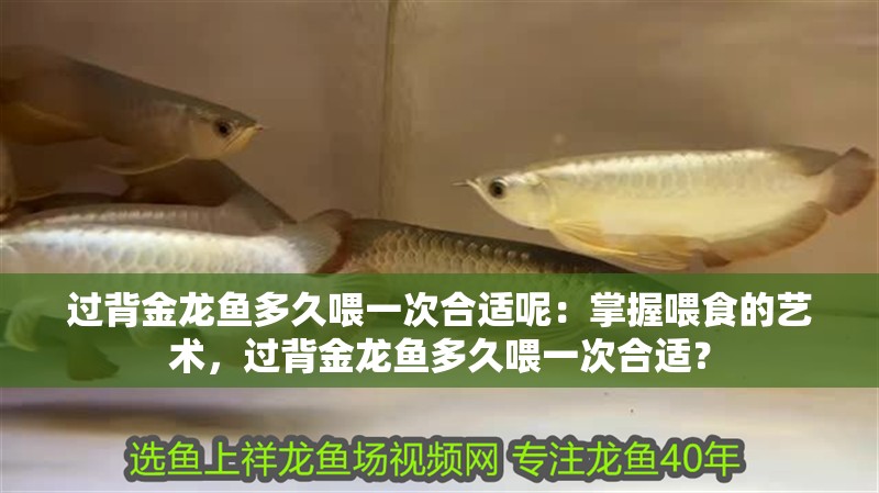 過背金龍魚多久喂一次合適呢：掌握喂食的藝術，過背金龍魚多久喂一次合適？
