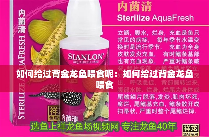 如何給過(guò)背金龍魚喂食呢：如何給過(guò)背金龍魚喂食