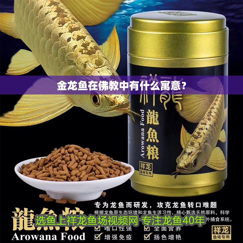 金龍魚在佛教中有什么寓意？