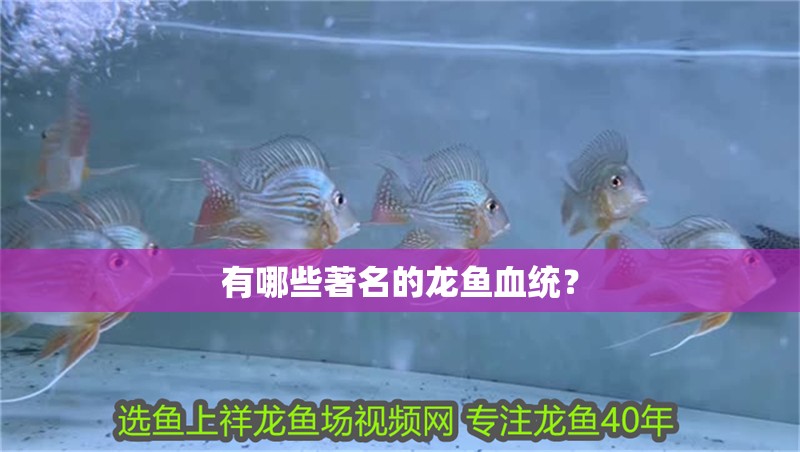 有哪些著名的龍魚血統？ 有哪些著名的龍魚血統？ 龍魚百科