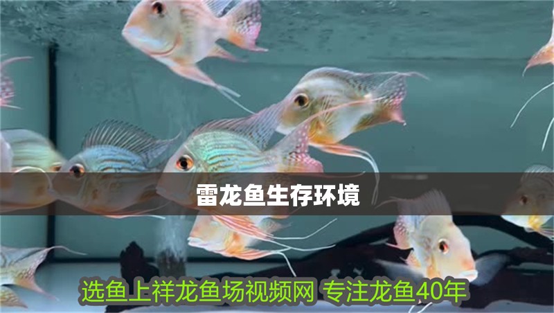 雷龍魚生存環(huán)境 雷龍魚生存環(huán)境 龍魚百科