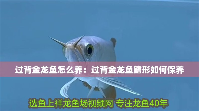 過背金龍魚怎么養(yǎng)：過背金龍魚鰭形如何保養(yǎng)