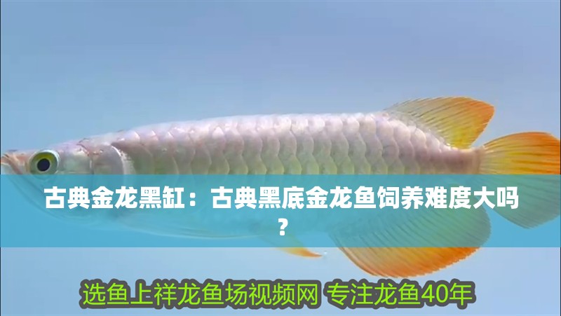 古典金龍黑缸：古典黑底金龍魚飼養難度大嗎？