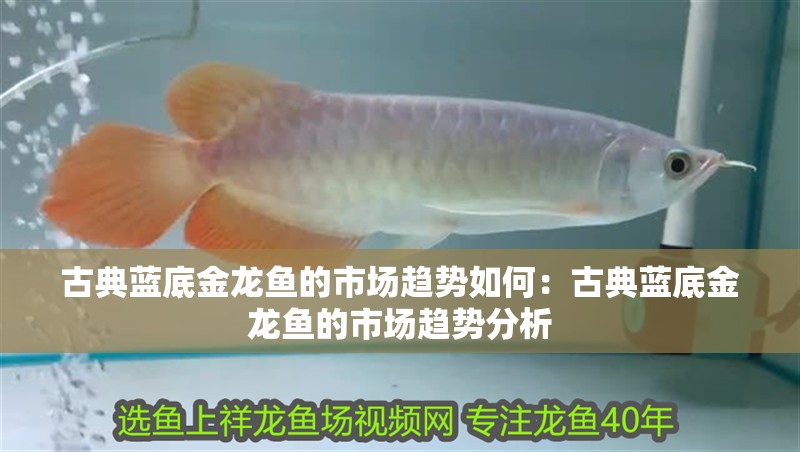 古典藍(lán)底金龍魚的市場趨勢如何：古典藍(lán)底金龍魚的市場趨勢分析