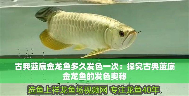 古典藍(lán)底金龍魚(yú)多久發(fā)色一次：探究古典藍(lán)底金龍魚(yú)的發(fā)色奧秘