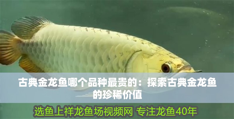 古典金龍魚(yú)哪個(gè)品種最貴的：探索古典金龍魚(yú)的珍稀價(jià)值