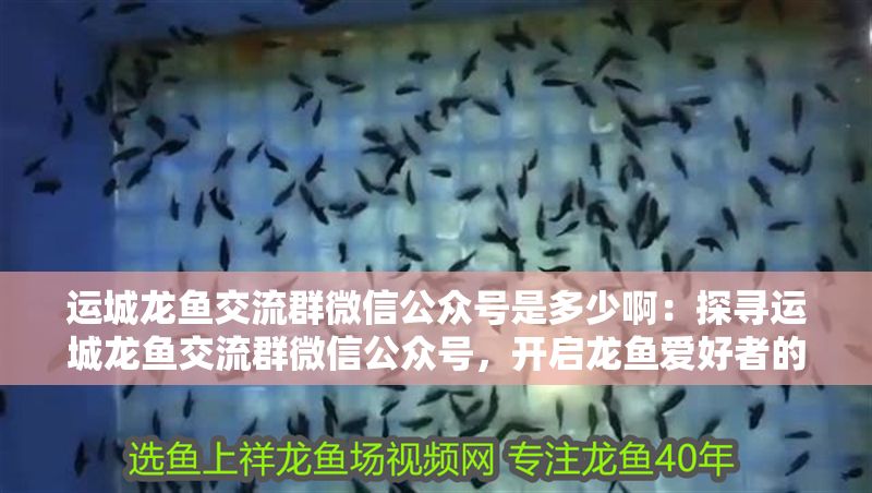 運(yùn)城龍魚(yú)交流群微信公眾號(hào)是多少啊：探尋運(yùn)城龍魚(yú)交流群微信公眾號(hào)，開(kāi)啟龍魚(yú)愛(ài)好者的交流之旅
