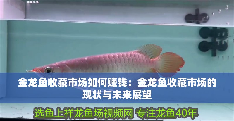 金龍魚收藏市場如何賺錢：金龍魚收藏市場的現(xiàn)狀與未來展望