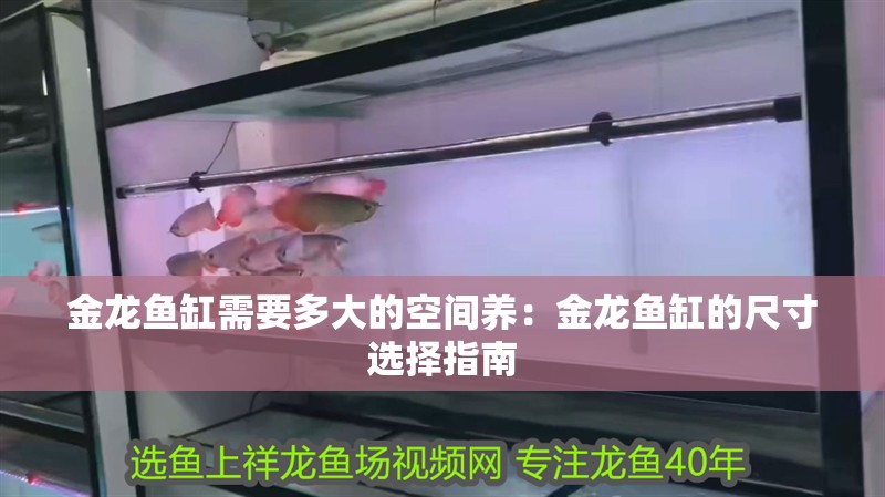 金龍魚缸需要多大的空間養(yǎng)：金龍魚缸的尺寸選擇指南