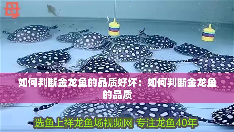 如何判斷金龍魚的品質好壞：如何判斷金龍魚的品質