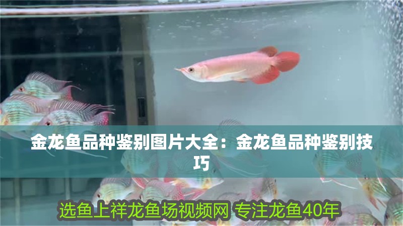 金龍魚(yú)品種鑒別圖片大全：金龍魚(yú)品種鑒別技巧