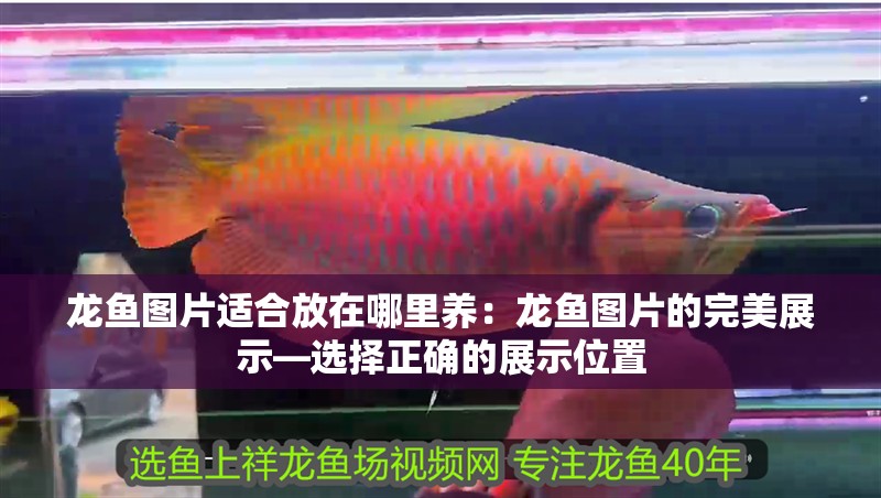 龍魚圖片適合放在哪里養：龍魚圖片的完美展示—選擇正確的展示位置