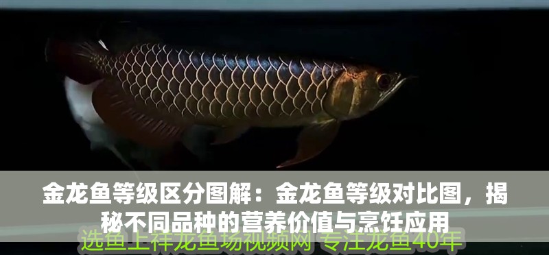 金龍魚等級(jí)區(qū)分圖解：金龍魚等級(jí)對(duì)比圖，揭秘不同品種的營養(yǎng)價(jià)值與烹飪應(yīng)用