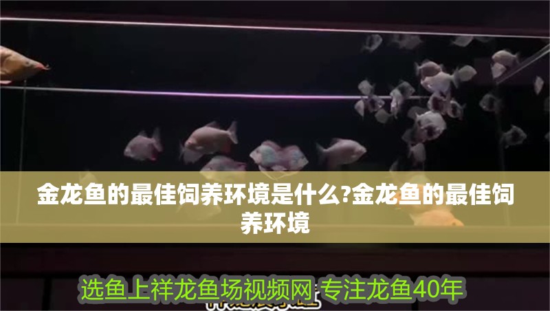 金龍魚的最佳飼養環境是什么?金龍魚的最佳飼養環境