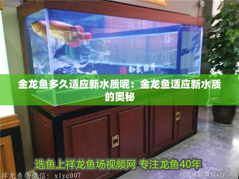 金龍魚多久適應新水質呢：金龍魚適應新水質的奧秘