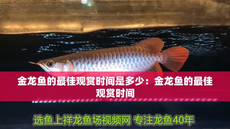 金龍魚的最佳觀賞時間是多少：金龍魚的最佳觀賞時間