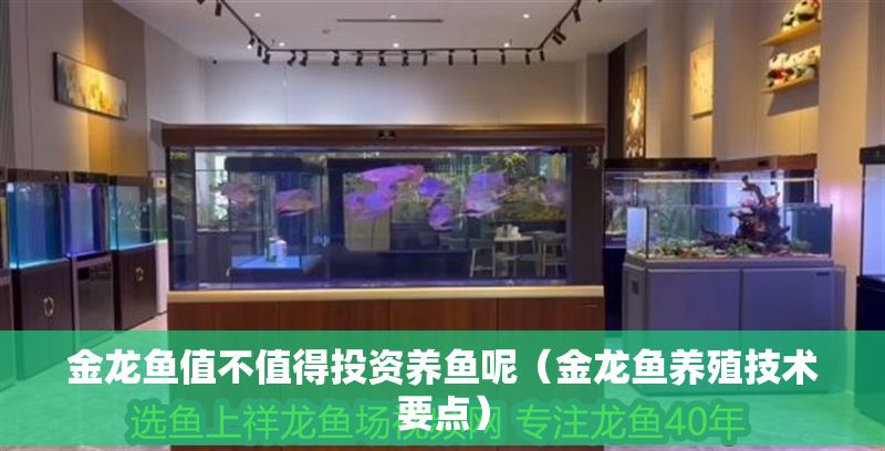 金龍魚值不值得投資養魚呢（金龍魚養殖技術要點）