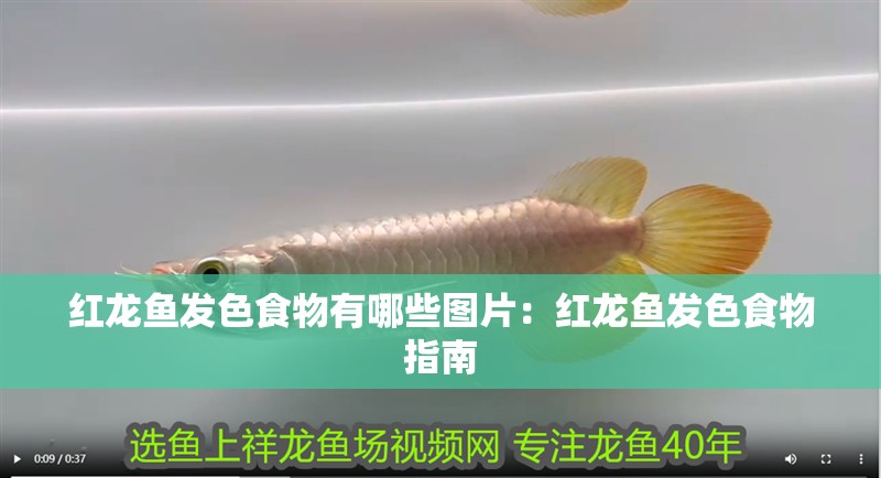 紅龍魚發(fā)色食物有哪些圖片：紅龍魚發(fā)色食物指南