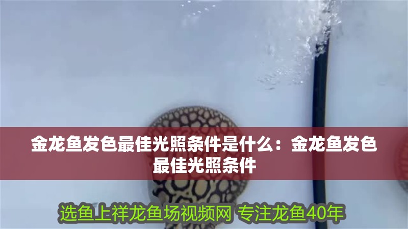 金龍魚發色最佳光照條件是什么：金龍魚發色最佳光照條件