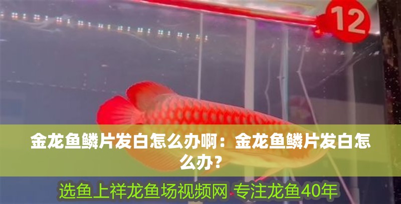 金龍魚鱗片發(fā)白怎么辦啊：金龍魚鱗片發(fā)白怎么辦？