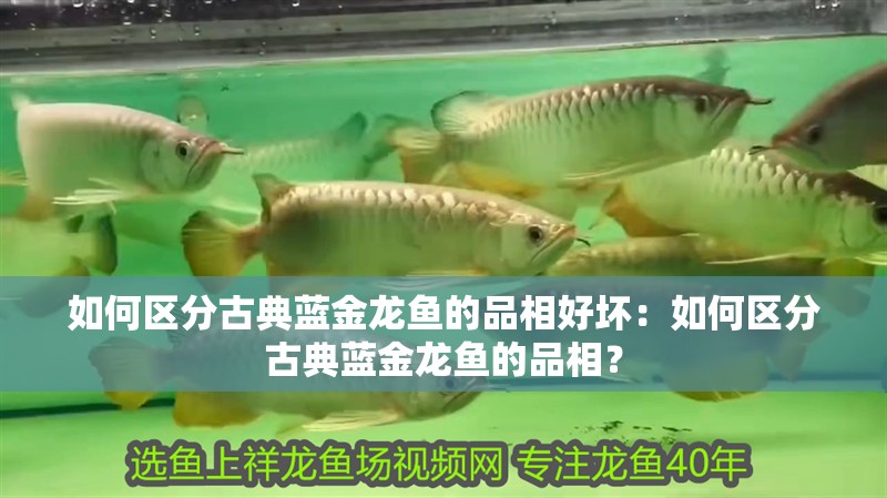 如何區分古典藍金龍魚的品相好壞：如何區分古典藍金龍魚的品相？