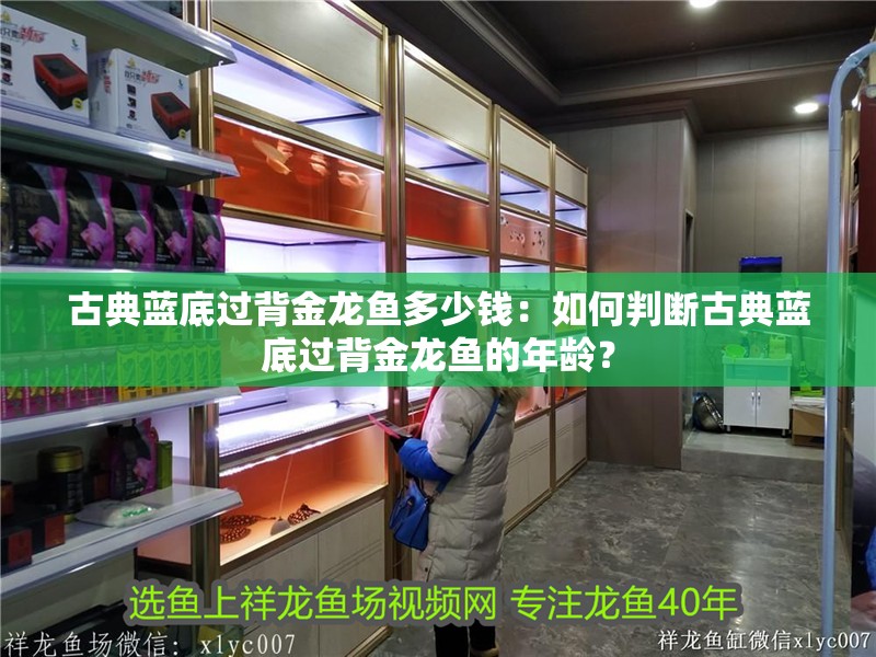 古典藍底過背金龍魚多少錢：如何判斷古典藍底過背金龍魚的年齡？