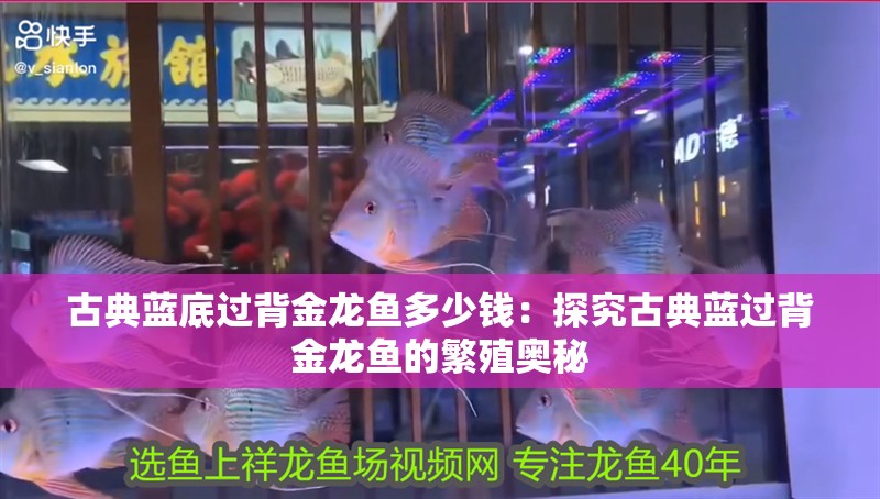 古典藍(lán)底過背金龍魚多少錢：探究古典藍(lán)過背金龍魚的繁殖奧秘