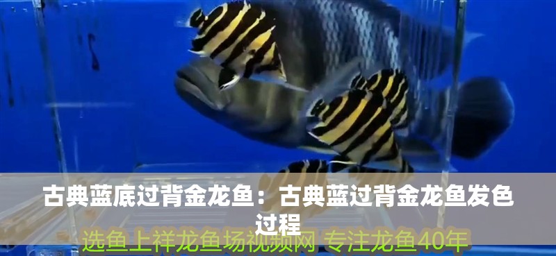 古典藍(lán)底過背金龍魚：古典藍(lán)過背金龍魚發(fā)色過程