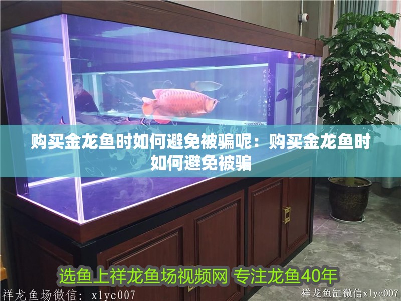 購買金龍魚時如何避免被騙呢：購買金龍魚時如何避免被騙