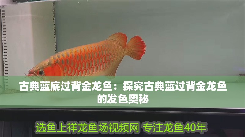 古典藍(lán)底過背金龍魚：探究古典藍(lán)過背金龍魚的發(fā)色奧秘