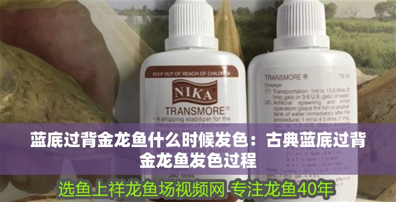 藍(lán)底過背金龍魚什么時候發(fā)色：古典藍(lán)底過背金龍魚發(fā)色過程